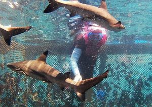 bangsring underwater, banyuwangi bangsring, tour banyuwangi