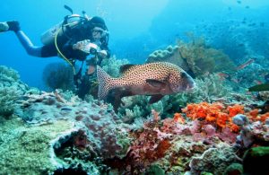 open trip ijen, open trip pulau menjangan, open trip baluran