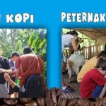 Paket Tour Kebun Kopi dan Edukasi Kambing Ettawa